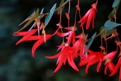 Close-up of red flowers against blurred background