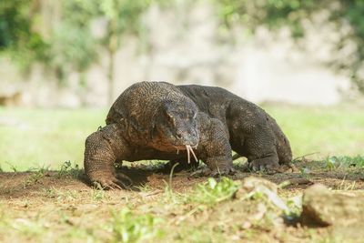 Close-up of lizard on field