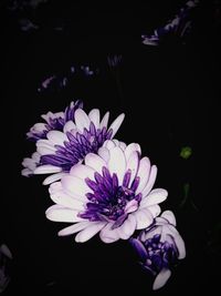 Close-up of purple flower against black background