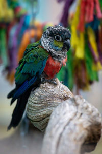 Close-up of bird perching on wood