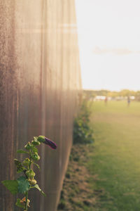 Close-up of potted plant in garden
