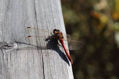 Close-up of dragonfly on wood