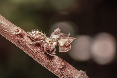 Close-up of insect on branch