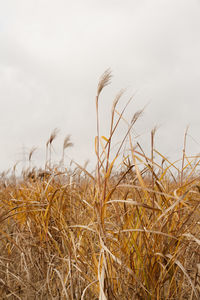 View of rural landscape