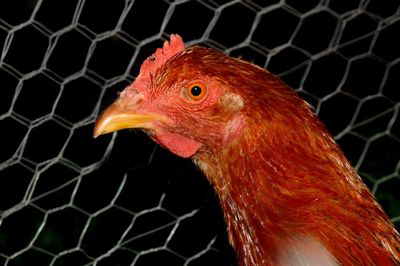 Close-up of a parrot in cage