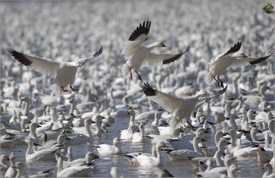 Bird in water