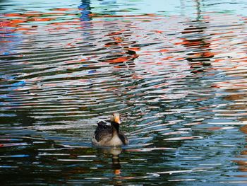 Duck swimming in lake