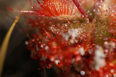 Close-up of water drops on plant