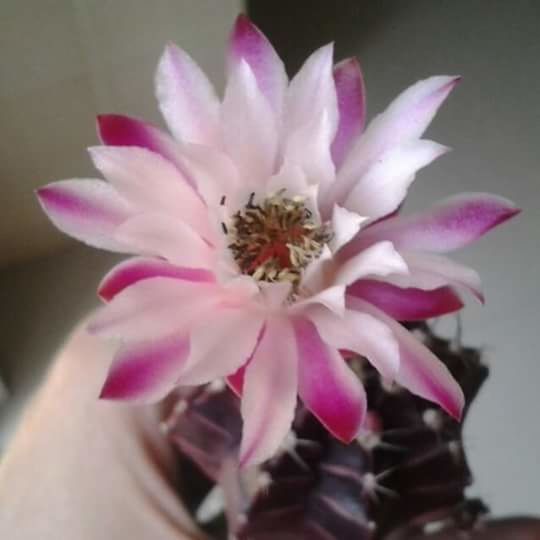 CLOSE UP OF PINK FLOWER