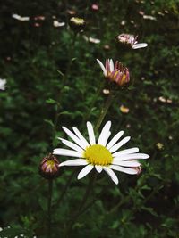 Close-up of cosmos flowers blooming outdoors