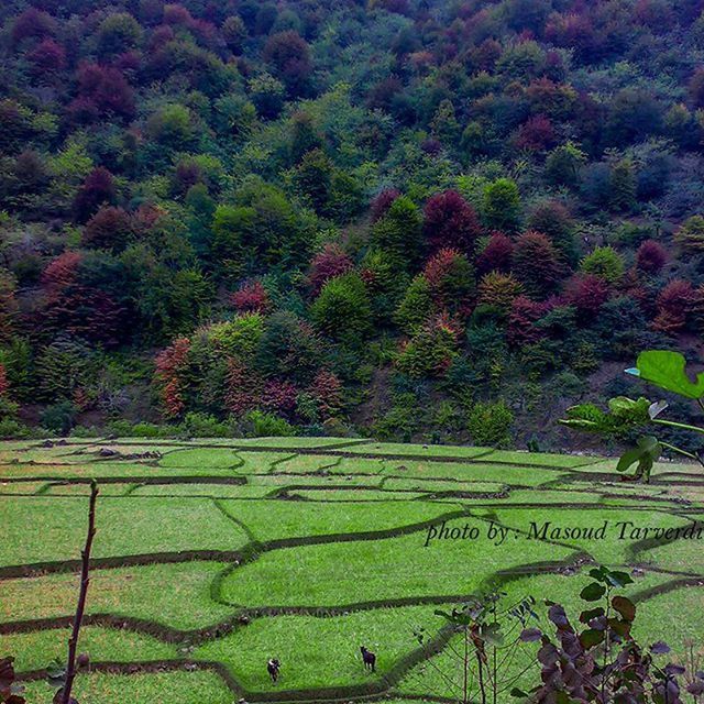 green color, growth, tree, tranquility, beauty in nature, nature, tranquil scene, grass, field, landscape, lush foliage, scenics, plant, green, outdoors, no people, day, idyllic, park - man made space, non-urban scene