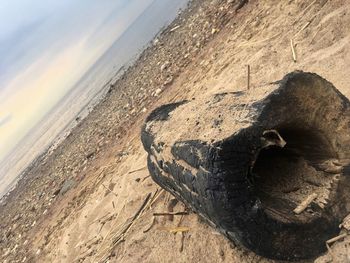 Close-up of lizard on beach against sky