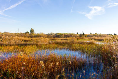 Scenic view of field against sky