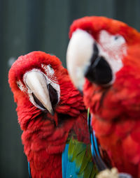 Close-up of a macaw parrot