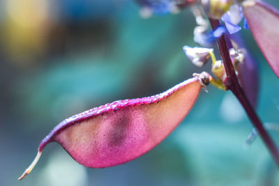 Close-up of pink rose bud