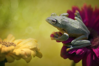 Close-up of frog on flowering plant