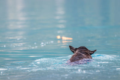 Dog swimming in pool