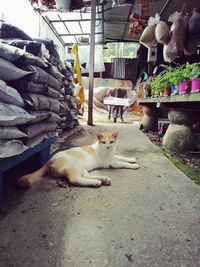 Dog lying on street