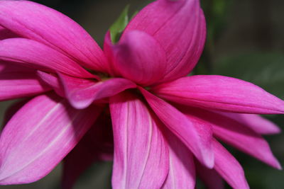 Close-up of pink flower