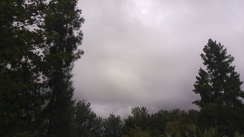 Low angle view of trees against cloudy sky