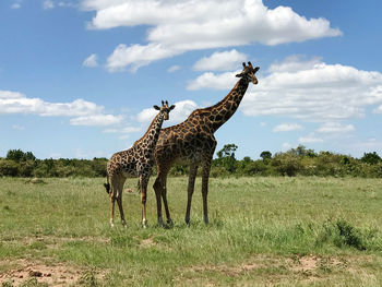 Giraffes of the masai mara