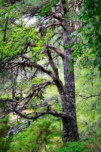 Low angle view of tree in forest