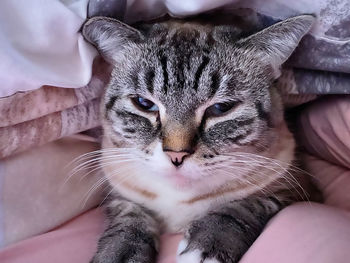 Portrait of cat on hand