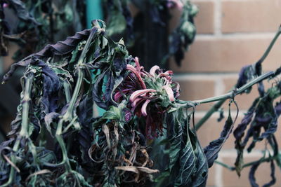 Close-up of dry leaf hanging on plant