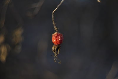 Close-up of berries growing on plant