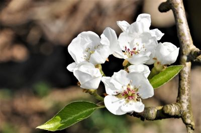 Close-up of white cherry blossoms