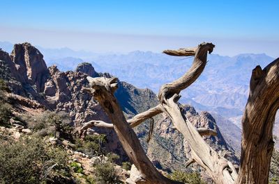 Dead tree trunk on top of mountain