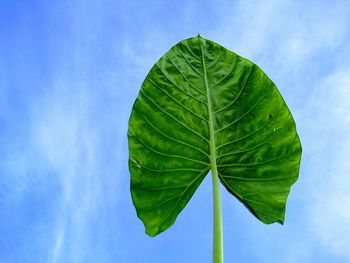 Low angle view of green leaves against sky