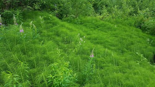 High angle view of grassy field