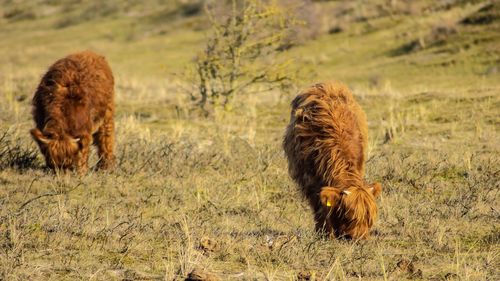 Highland cattle