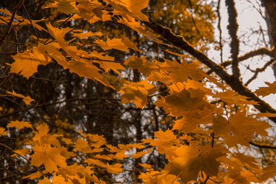 Close-up of yellow maple leaves on tree