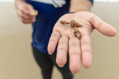 Midsection of woman hand holding seashells at beach