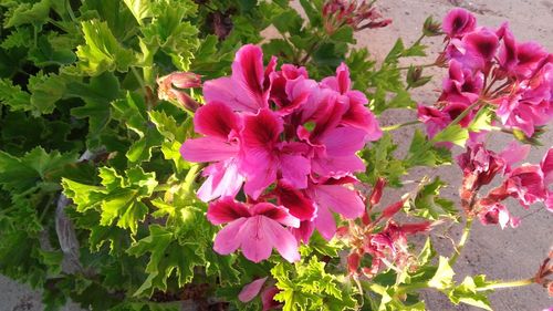 Close-up of pink flowering plant leaves