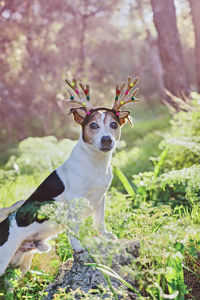 Cute dog jack russell terrier sitting with golden deer horns in magical forest