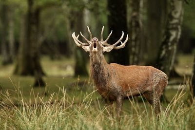 Side view of red deer standing on field