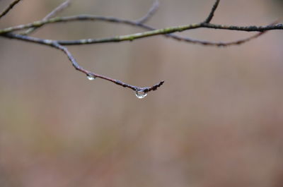 Close-up of water drop on twig during winter