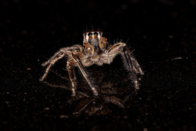 Close-up of spider over black background