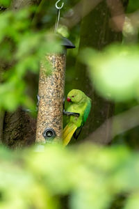 Bird perching on a branch