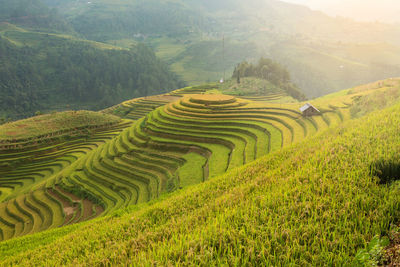 Scenic view of rice paddy