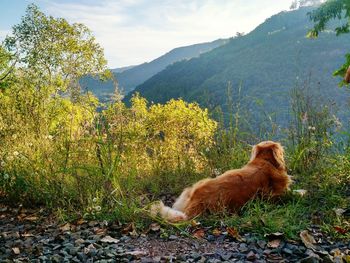 High angle view of golden retriever on land