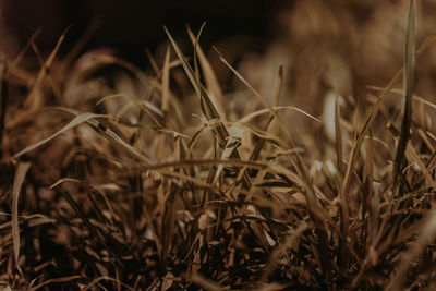 Close-up of crops on field