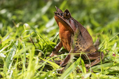 Close-up of lizard on grass