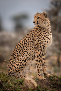 Cheetah on land