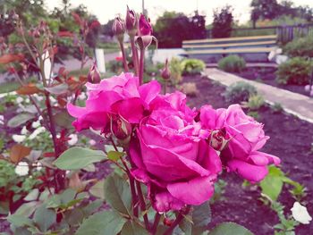 Close-up of pink rose blooming outdoors