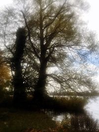 Reflection of trees in water