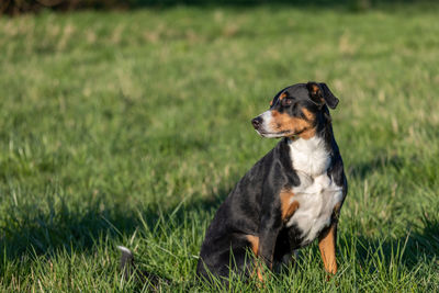 Dog sitting on grass